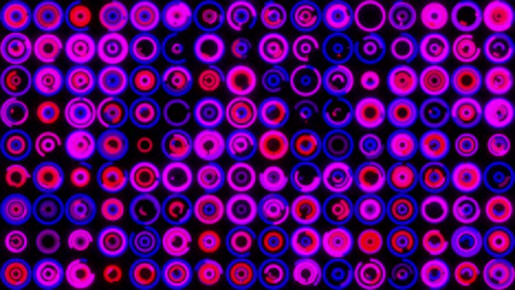 abstracto filas horizontales paralelas de círculos rosados brillantes en fondo negro. animación. fondo futurista con pequeños anillos rosados en movimiento