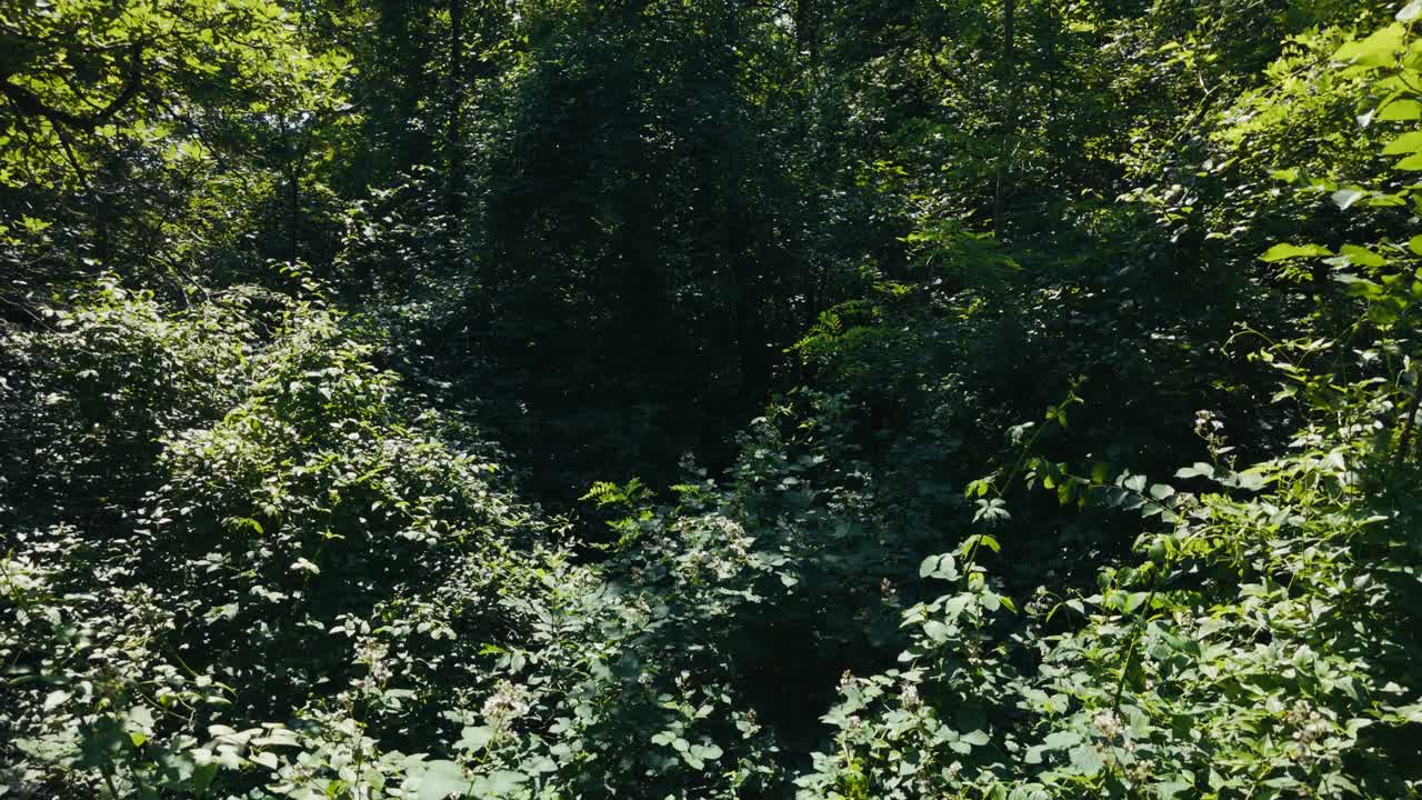 lush green foliage fills the forest near Zagreb in full summer sunlight