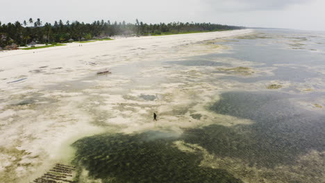 Person-walking-to-shore-from-sea-with-lots-of-algae-at-low-tide