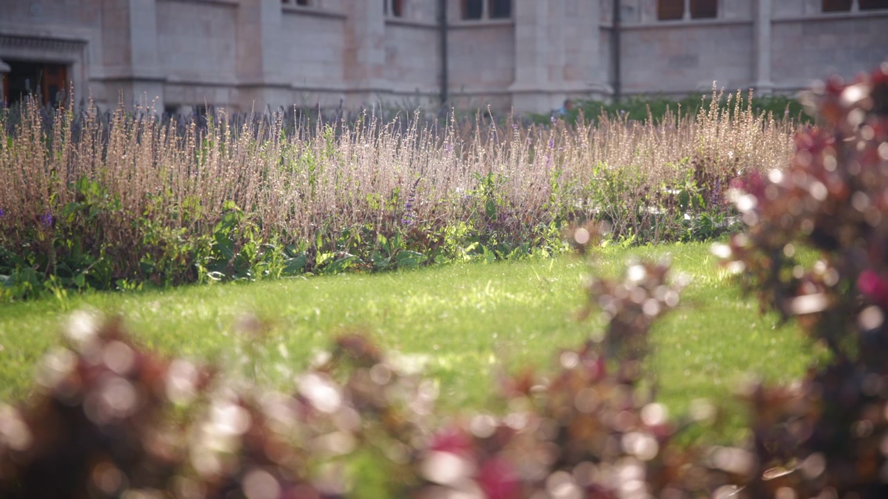 Plantas y flores creciendo en el jardín