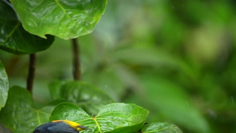 El-Pájaro-Pájaro-Pájaro-De-Vientre-Naranja-Se-Baña-En-Hojas-Verdes