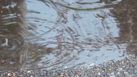 after rain drops make ripples on small puddle on asphalt road