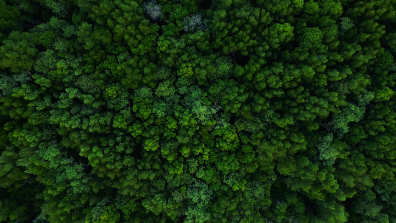 el río del manglar de la noche krabi tailandia