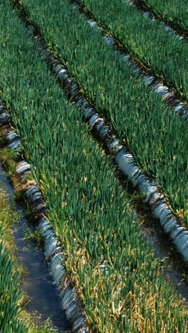 a small scallion plant grown in a field.
