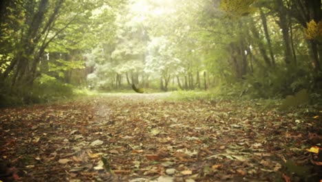 autumn leaves falling