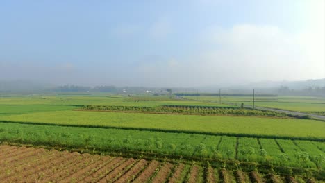 beautiful rice plantations on flatland near village of windusari, aerial fly forward view