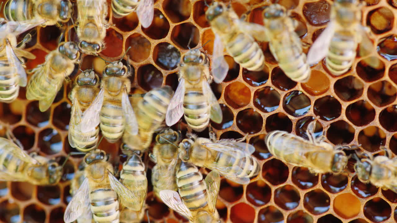 벌집이 벌집 안에서 일하고 있다