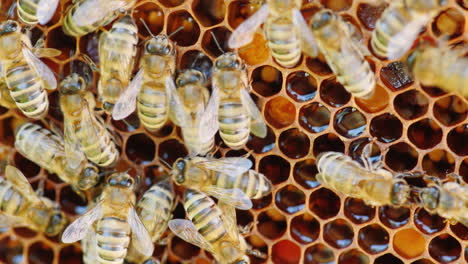 the colony of bees is working inside the hive