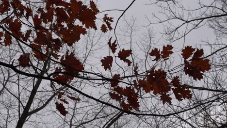 A strong wind makes those leaves moving rapidly in the beginning and then to remain calm