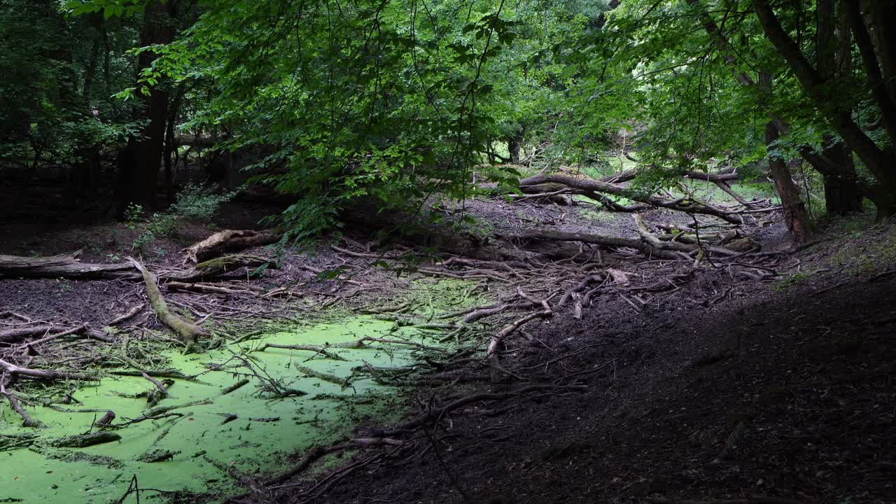 un arroyo seco en el bosque