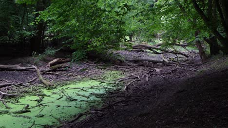 a dry stream in the forest
