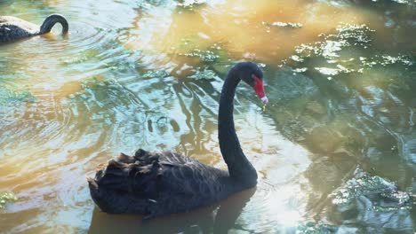 medium shot of black swan in a brown lake with the sun reflecting into the camera lens