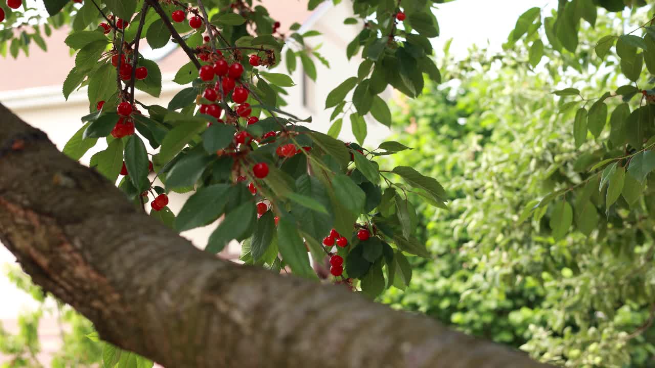 나무에 있는 체리