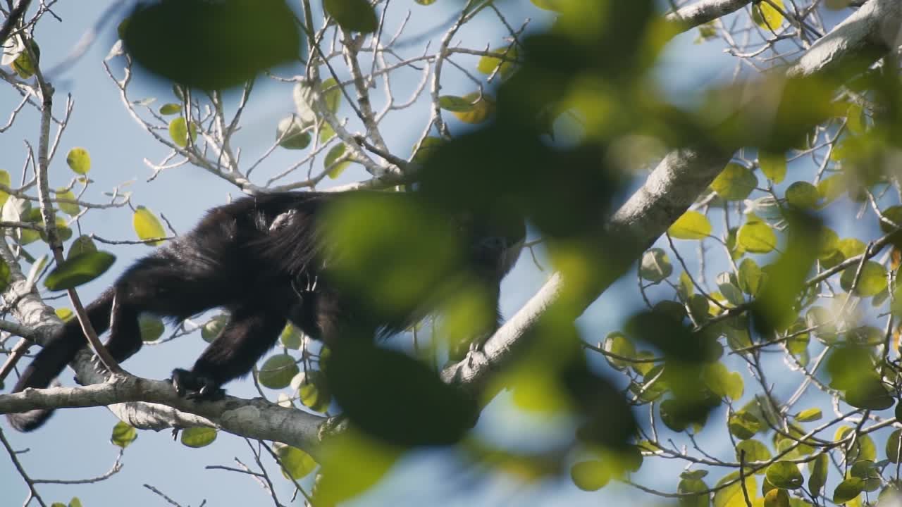 Critically Endangered Female Howler Monkey With Baby Walking On Tree Branch In The Forest Of Mexico