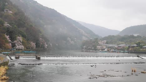 la flor de cerezo en kyoto