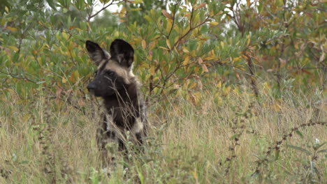 close up of wild dog in wild