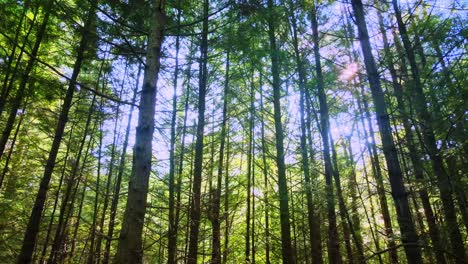 Gliding-gently-through-a-tall,-beautiful-pine-forest-in-the-Appalachian-Mountains-during-a-sunny-summer’s-day