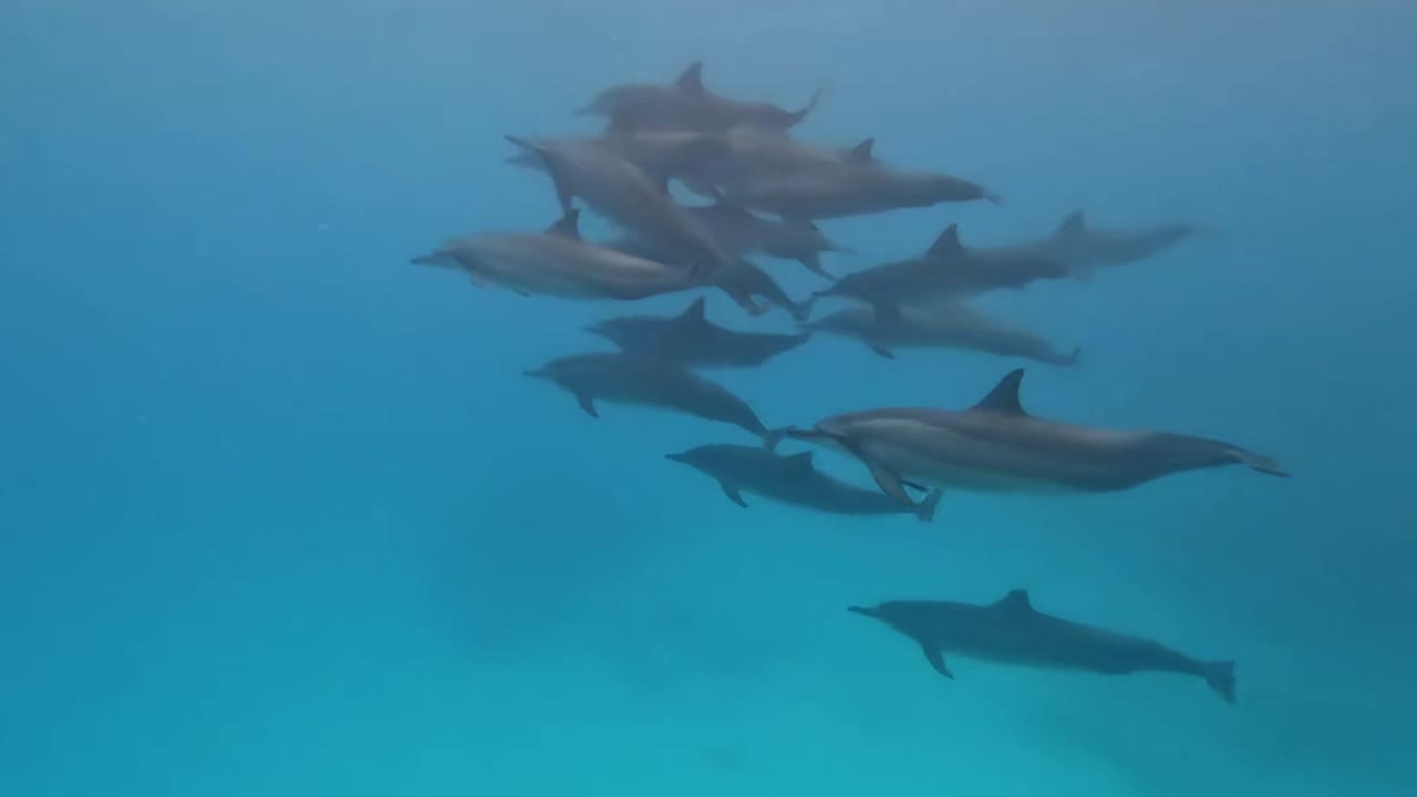 una manada de delfines bajo el agua nadan rápido en grupo y suben a la superficie para respirar.