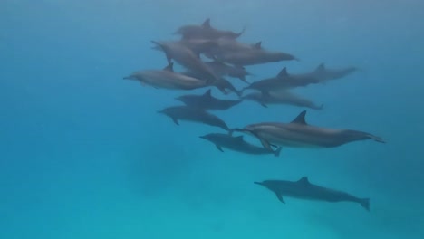 Manada-De-Delfines-Bajo-El-Agua-Nadan-Rápido-En-Grupo-Y-Salen-A-La-Superficie-Para-Respirar