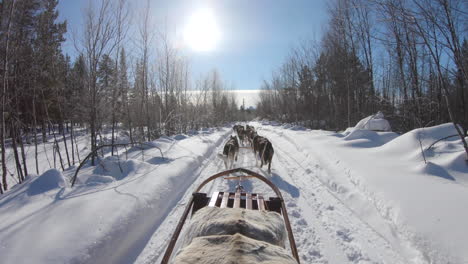 4k-shot-of-a-team-of-Siberian-Husky-dogs-running-on-a-snow-trail-path-in-a-dense-cold-forest-in-Sweden