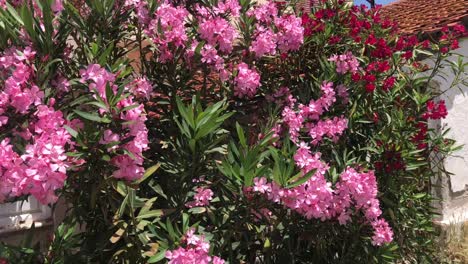 Mediterranean-garden-closeup-with-violet-and-pink-bougainvillea-flowers-bush-with-and-red-brick-rooftop-background-in-4k-on-a-breezy-day