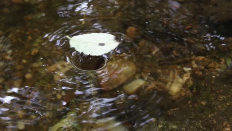 leaf spinning in a water swirl of a river