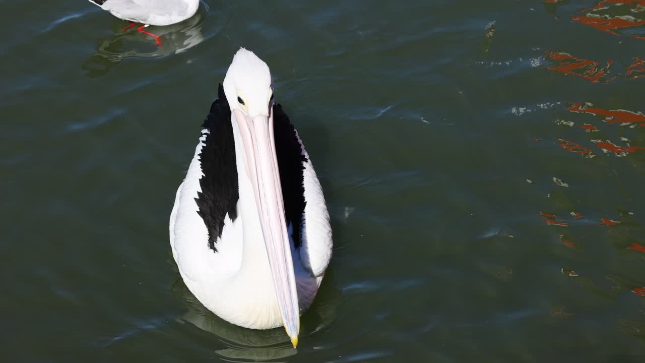 Pelican and seagull swimming in water together