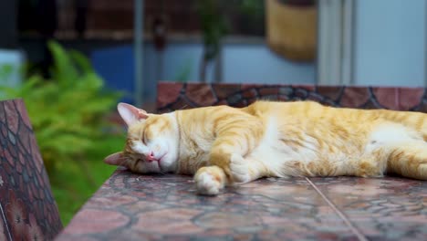 orange tabby cat sleeping outdoors