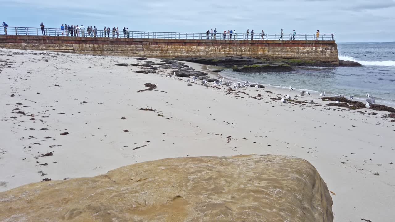 Brown seals walking on the sand from La Jolla affluent in San Diego
