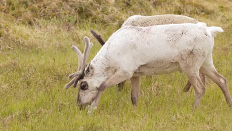 reindeers in natural environment, the north of norway, nordkapp. beautiful nature of norway.