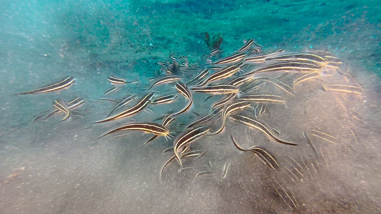 Groupl of striped catfish feeding in shallow water
