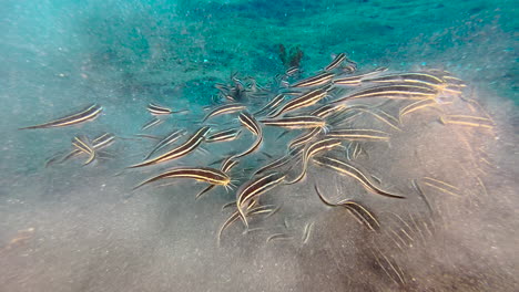 groupl of striped catfish feeding in shallow water