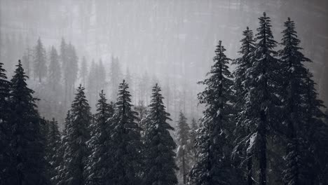 winter-snow-covered-cone-trees-on-mountainside