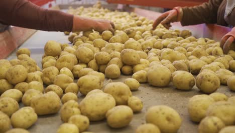 On-the-conveyor-belt,-the-hands-of-the-workers-sort-the-potatoes.