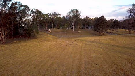 Kängurus-Auf-Dem-Feld-In-Queensland,-Australien