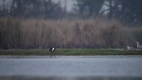 Woolly-necked-stork--fishing-in-morning