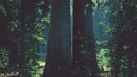 Bosque-De-Hayas-Brumoso-En-La-Ladera-De-La-Montaña-En-Una-Reserva-Natural