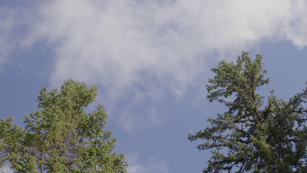 View looking up at pine tree tops against a soft blue sky with scattered clouds, conveying freedom, clarity, and a sense of calm found in quiet moments beneath the open sky