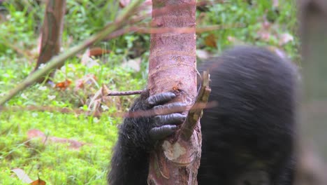 los gorilas de montaña se drogan después de comer la savia de los árboles de eucalipto en ruanda 3