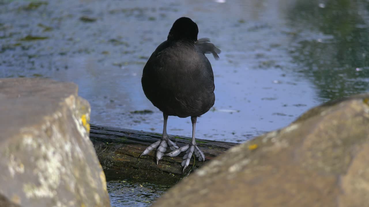 coot australiano de pie en un tronco al lado de un lago