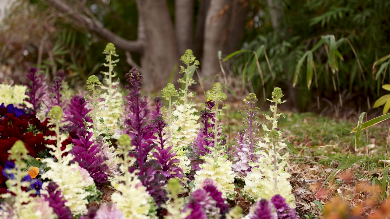 Primo piano di cavolo ornamentale viola e bianco con viole del pensiero in un giardino urbano di Tokyo.