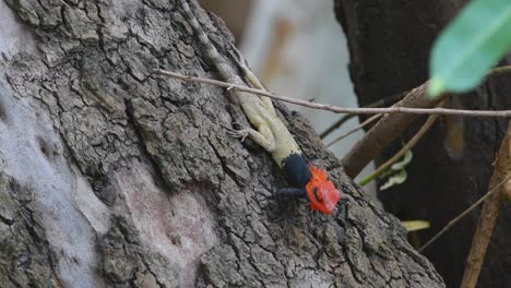 oriental garden lizard on tree in forest