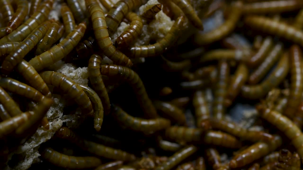 el gusano de la harina es una especie de escarabajo oscuro que se usa para alimentar mascotas como peces, serpientes, pájaros y ranas