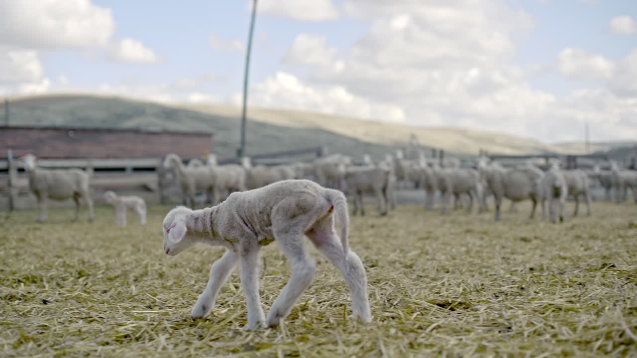 Tracking of a newborn lamb walking across a straw covered corral on an sheep ranch. The lamb moves with a flock and fencing soft in the background, rolling hills and scattered clouds beyond