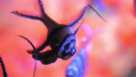 radiant banggai cardinalfish swimming against colorful background