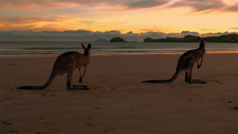 canguros salvajes y canguros junto al mar en una playa de arena en el parque nacional de cape hillsborough, queensland al amanecer