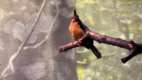 Guam-Kingfisher-perched-on-tree-branch-flies-away,-Lincoln-Park-Zoo-Chicago