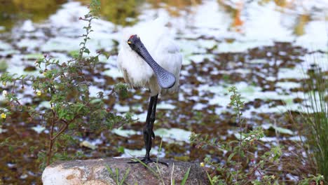 spoonbill bird preening near a pond