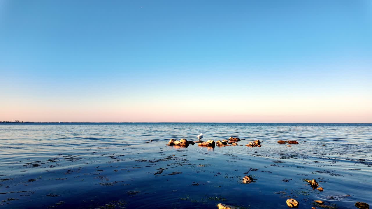 단 하나의 새가 조용한 바다 한가운데의 바위 위에 서 있고, 푸른 하늘과 분홍색 지평선이 있습니다.
