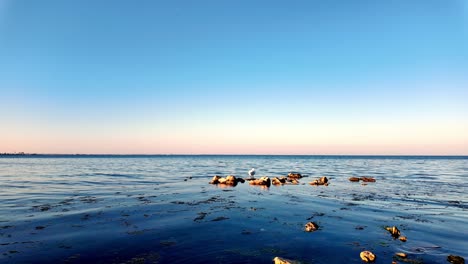 A-single-bird-stands-on-a-rock-in-the-middle-of-a-calm-sea,-with-a-blue-sky-and-pink-horizon